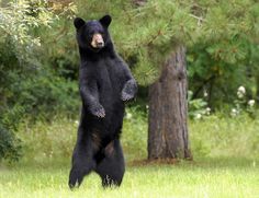 black-bear-standing-wallpaper-2