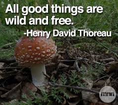 “Droolling mushroom hunters.”