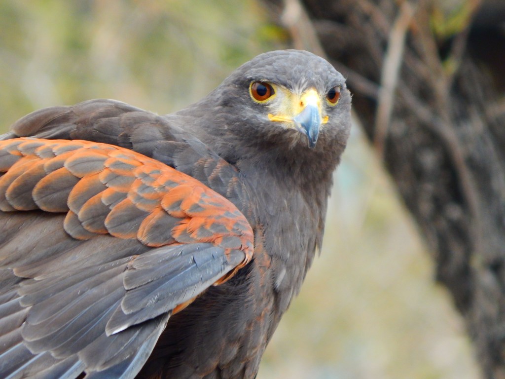 “Wildlife Neophyte photographer no more.”