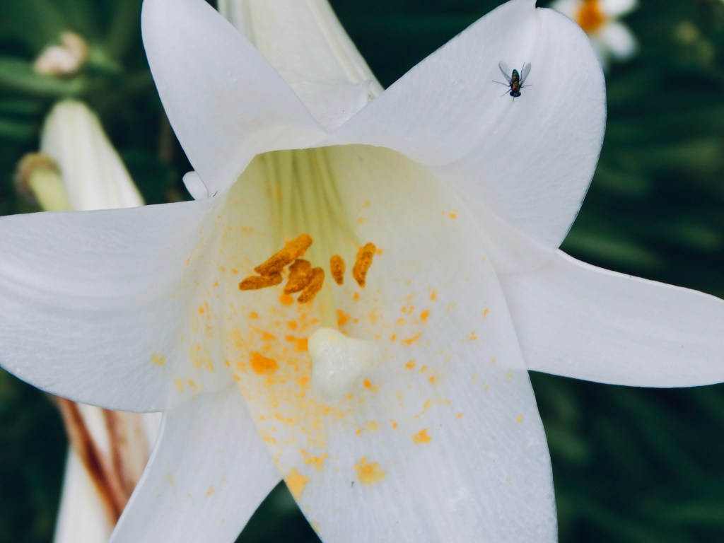 “Elegance in nature.”