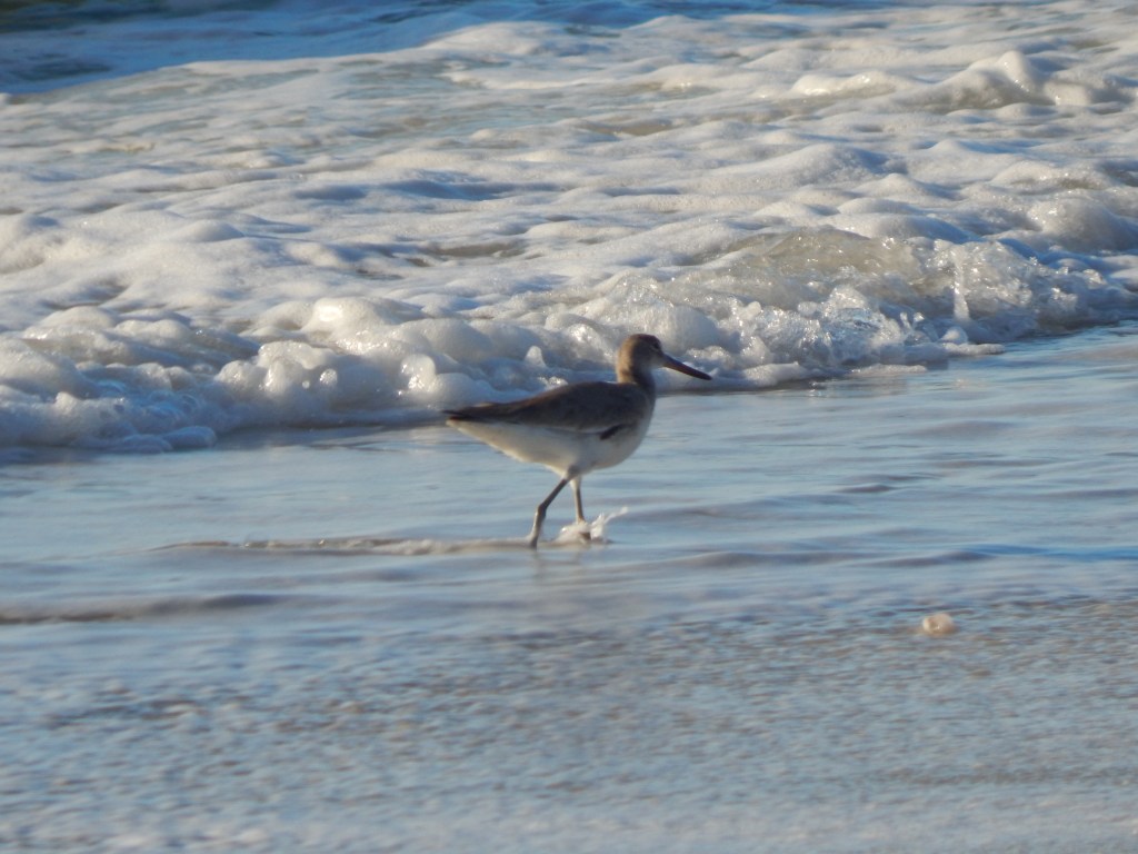 “Authentic Migrations.”