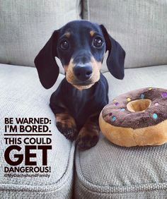 0f6dba1d0f74656ec5c9e0a6e7c232c4--dachshund-quotes-dachshund-humor