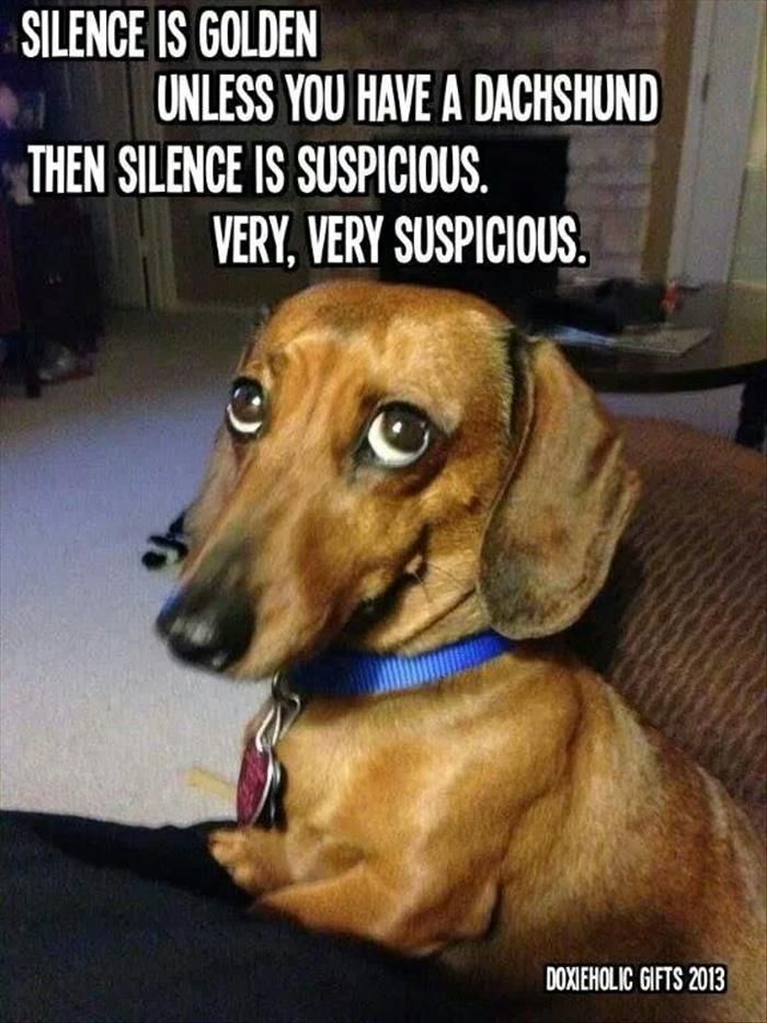 4a32567be66bfa56fb0e3edd919634ba--funny-dachshund-pictures-funny-animal-pictures