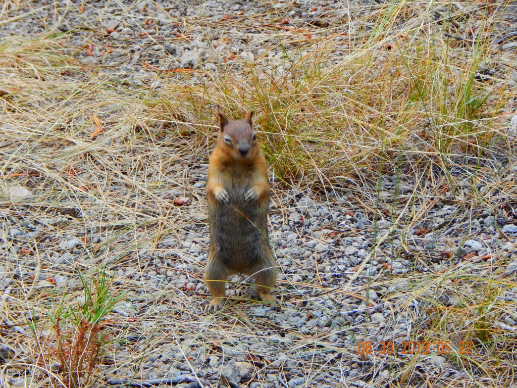 “Chipmunks​ Everywhere!”