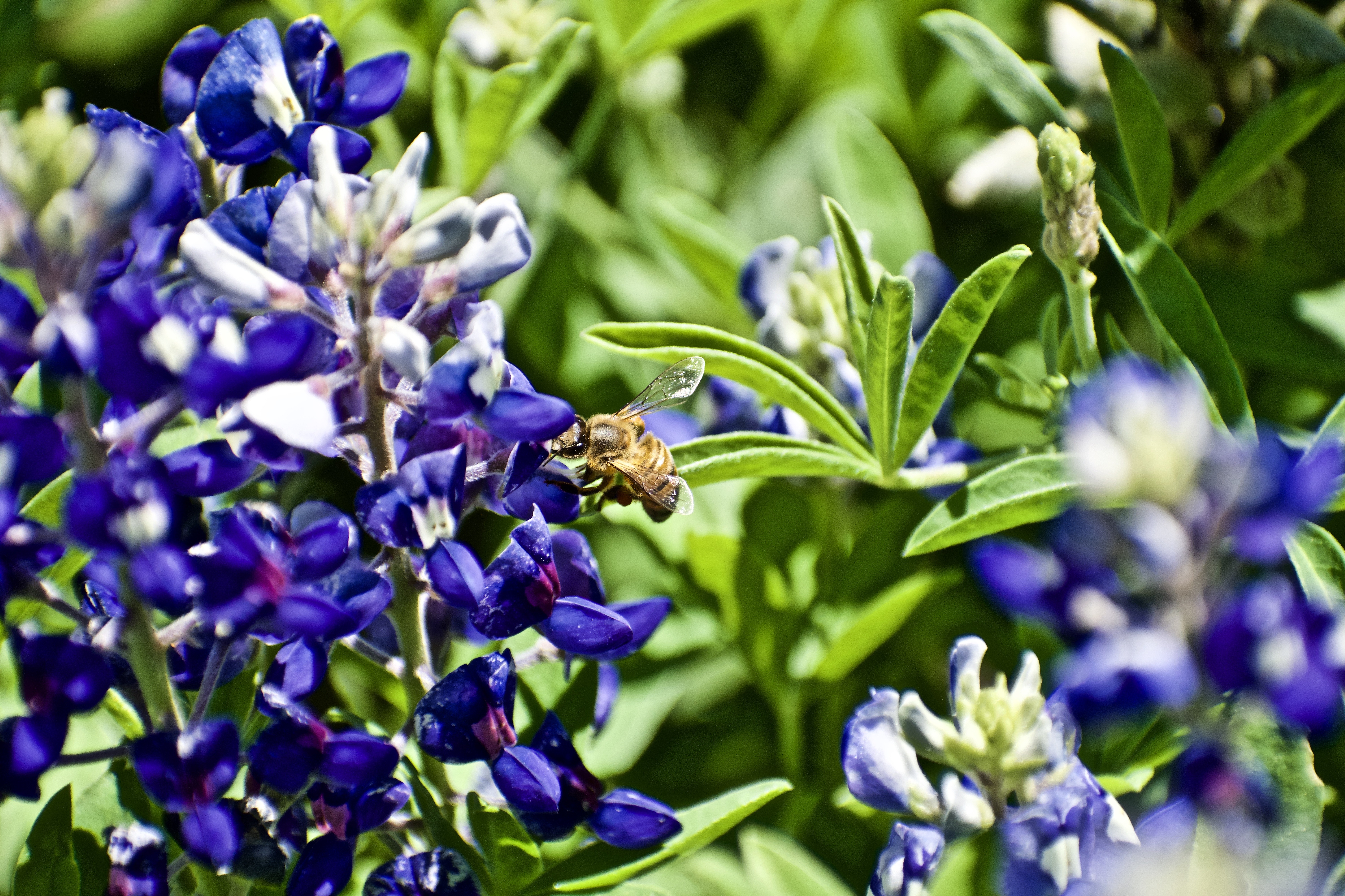 “New camera begins with Texas Bluebonnets.”