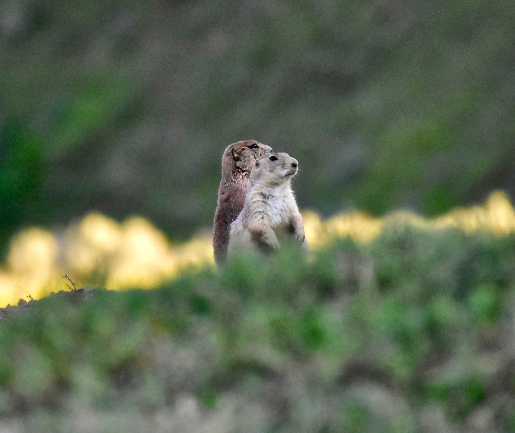 “Theodore Rossevelt National&nbsp;Park.”