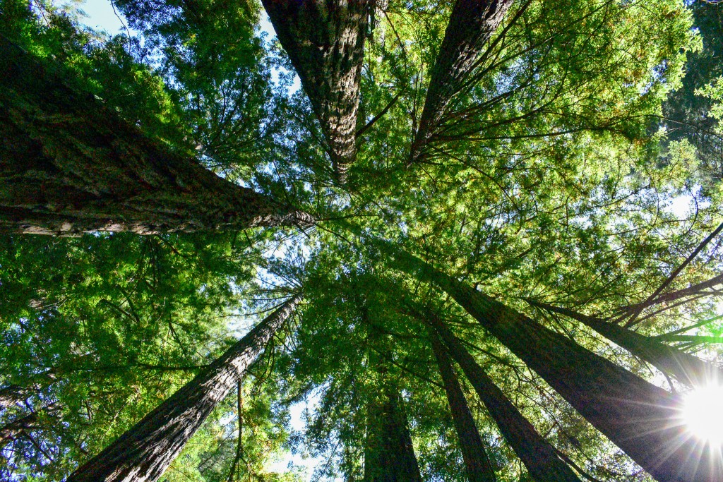 “Poetry is Nature.”