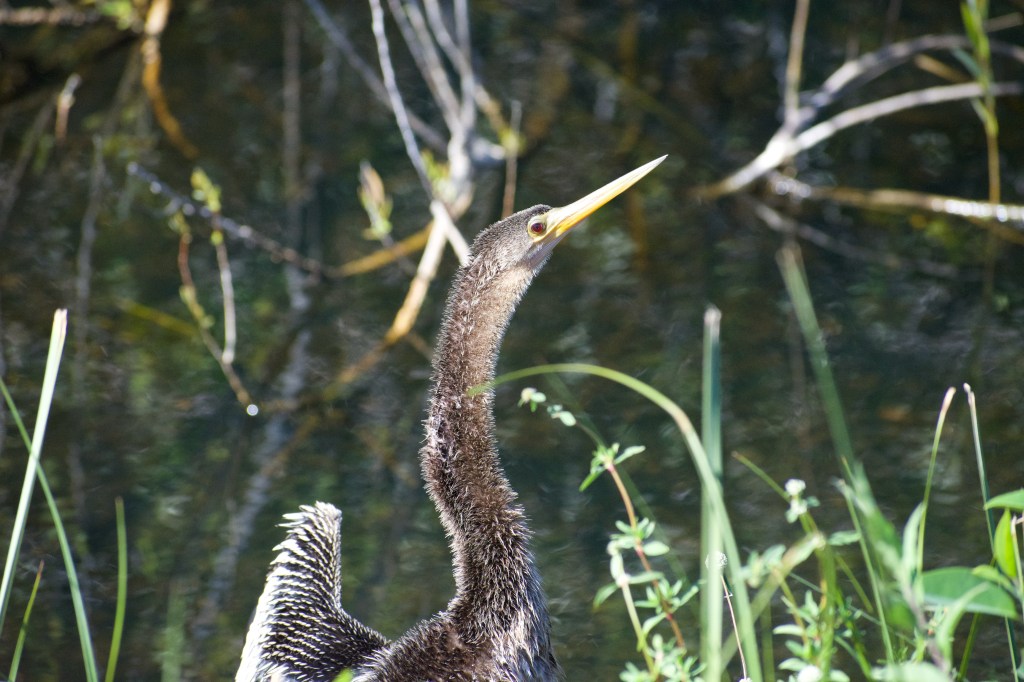 "Wintering in the Florida Everglades."