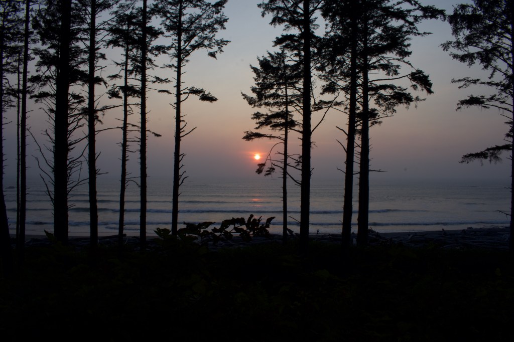 The Hoh rain forest Hiking&nbsp;Trail