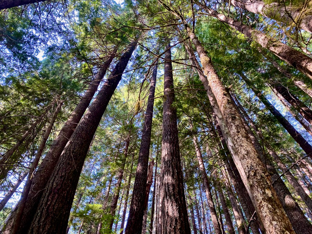 Grove of the&nbsp;patriarchs