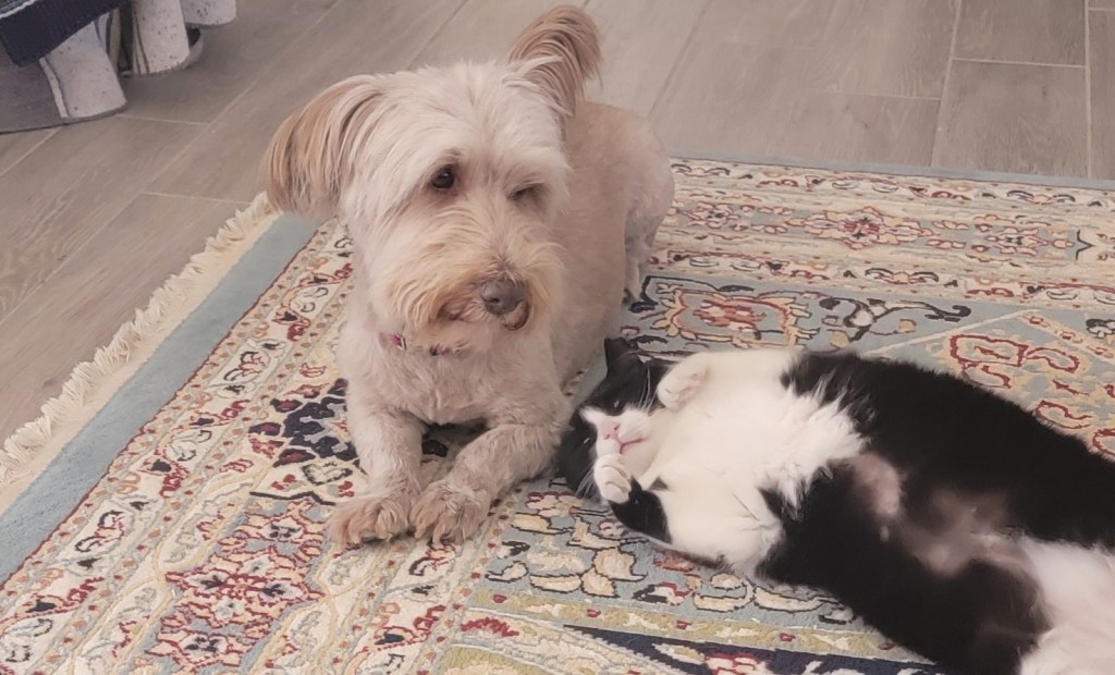 Dogs, cats or&nbsp;petless