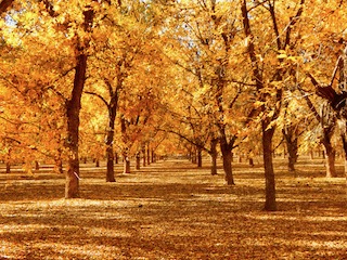 Fall Colors Pecan Trees