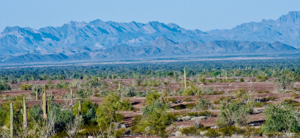 Desert Image captured by the author January 2023 Quartzsite, AZ.