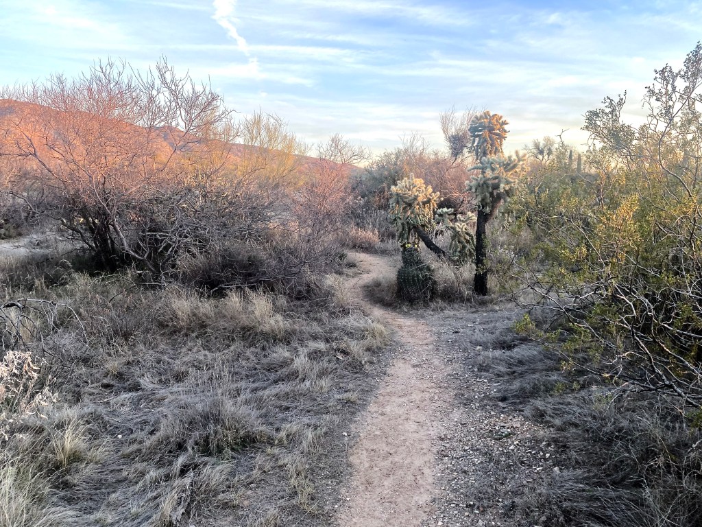Saguaro National Park East trails