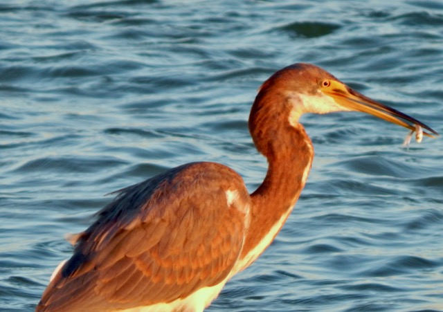 Image captured by the author of a Adult Reddish Egret, Ft Myers Beach Fl.