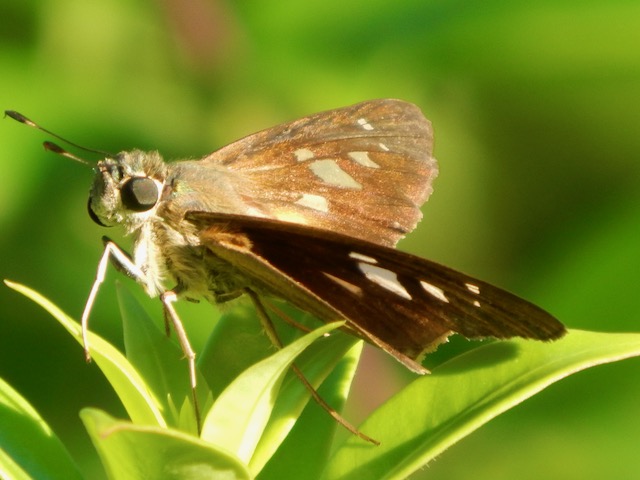 Image of a Fern Moth, captured by the author Lake Regional Park Ft. Myers FL.