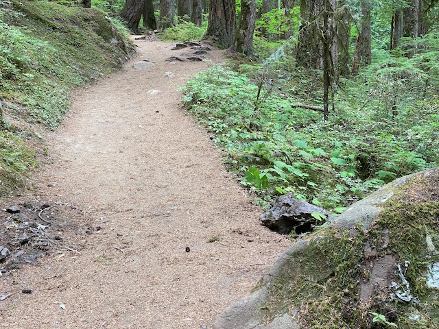 Image captured by the author hiking trail, Mt. Rainer Washington.