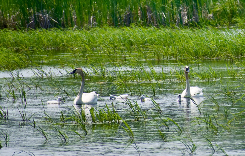 Trumpet Swan Family