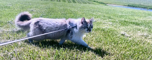 Image captured by the author 