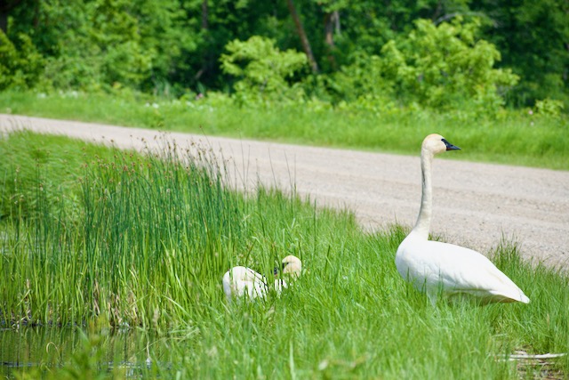 Trumpeter Swans