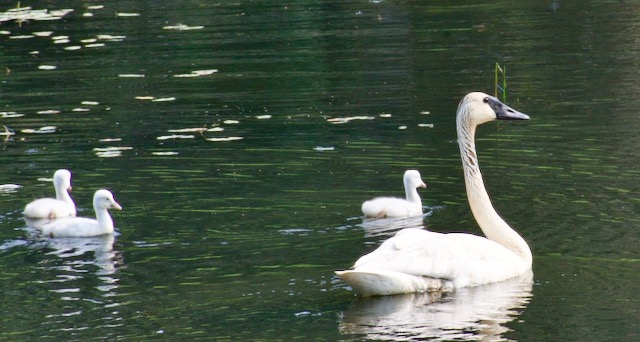 A flock of Trumpeter Swans and their Cygnets