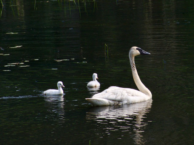 A flock of Trumpeter Swans and their Cygnets
