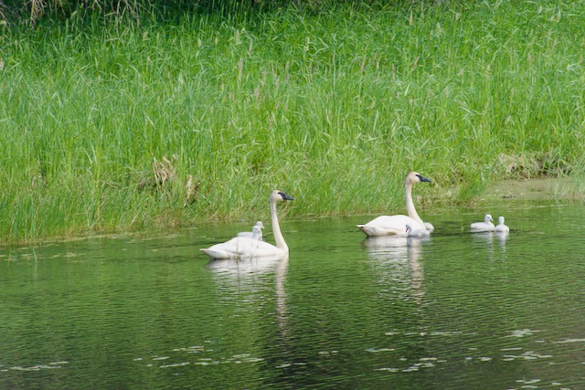 A flock of Trumpeter Swans and their Cygnets
