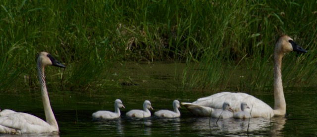 A flock of Trumpeter Swans and their Cygnets