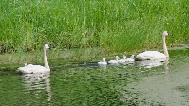 A flock of Trumpeter Swans and their Cygnets