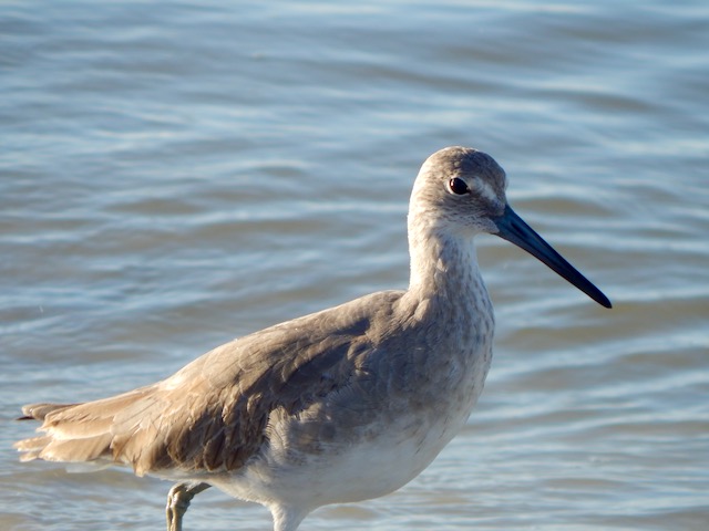 Willet