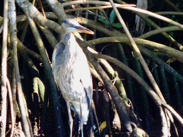 Reddish Egret