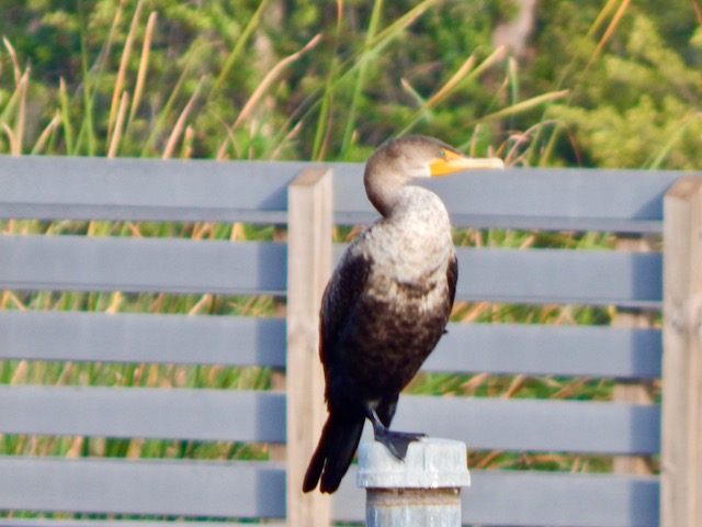 Double-crested Cormorant