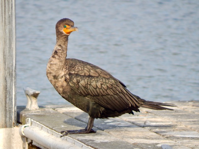 Brandt's Cormorant