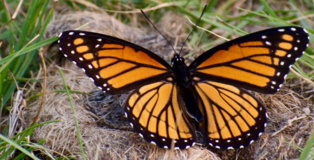 Monarch Butterfly