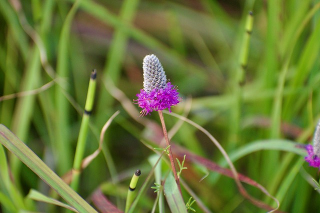 Purple Prairie Clover