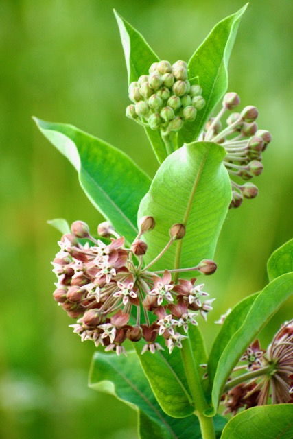 Prairie Milkweed