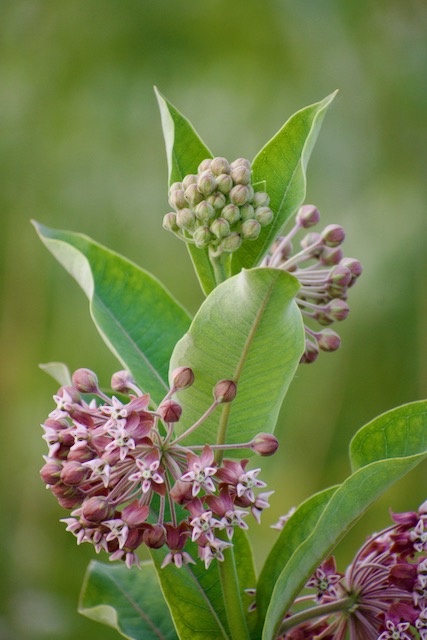 Prairie Milkweed